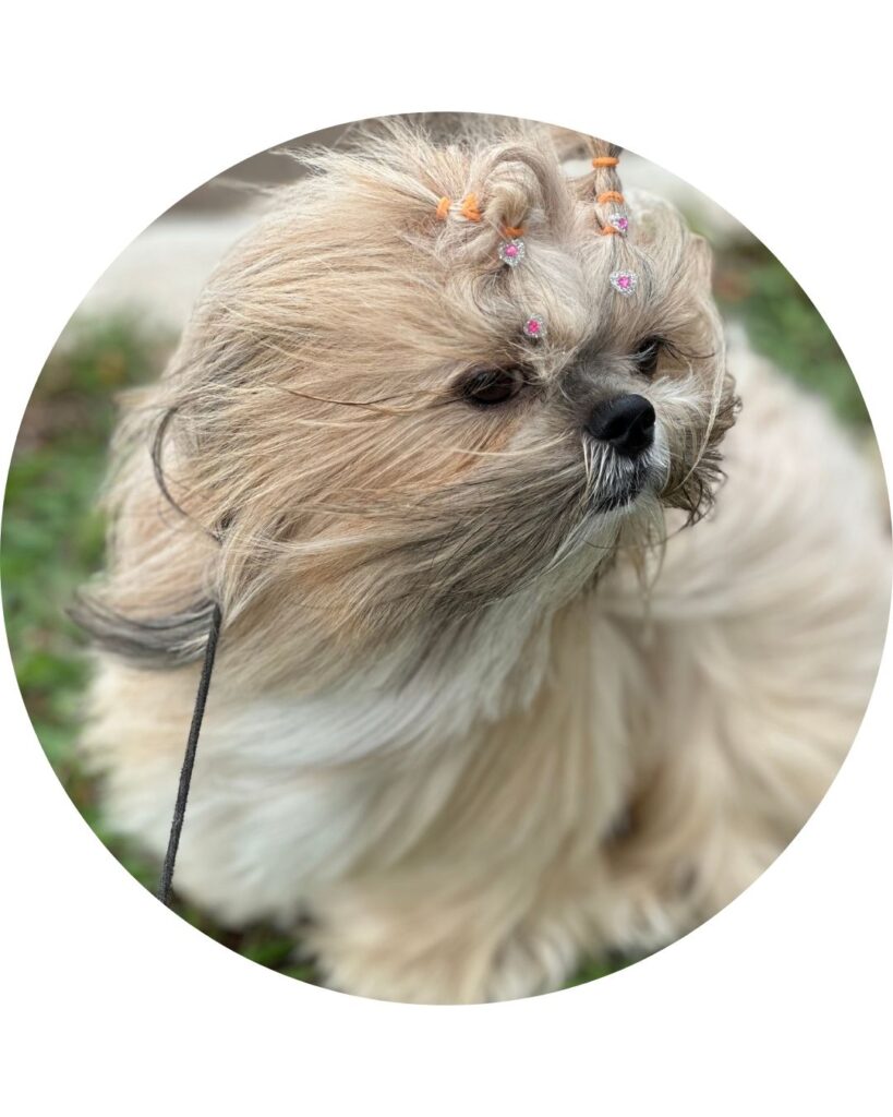 Foto da Luna, uma cadelinha da raça Shih Tzu, com pelos ao vento e enfeites coloridos no topo da cabeça